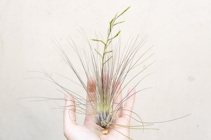 Wholesale: Tillandsia Filifolia Air Plants