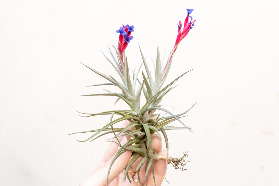 Blooming Tillandsia Jonesii Clump Air Plant