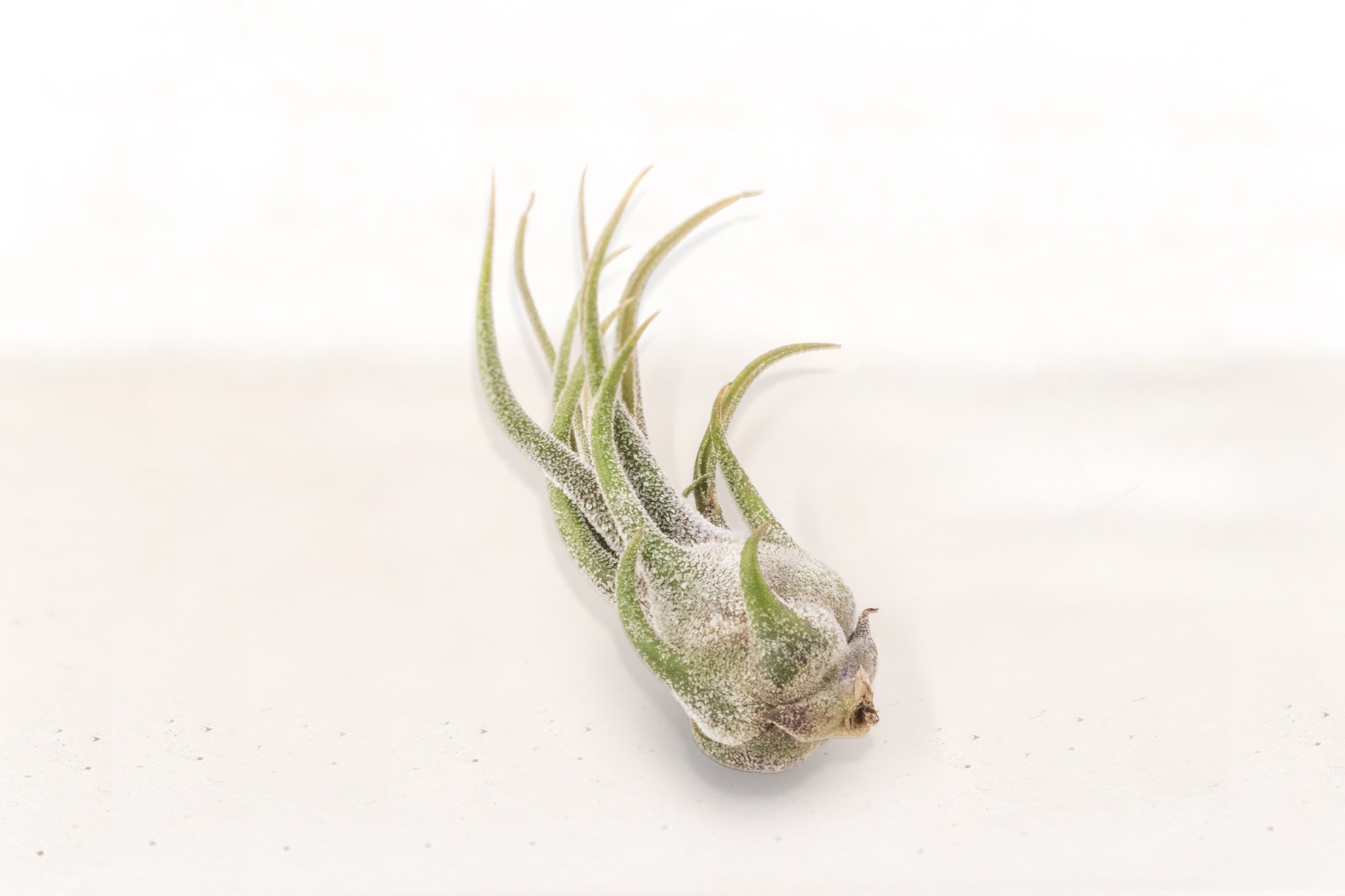 Tillandsia Pruinosa Air Plants – Air Plant Design Studio