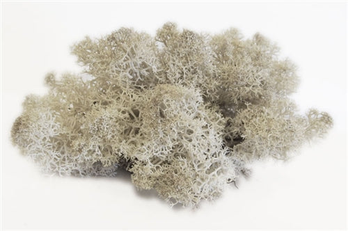 Teardrop Terrarium with Custom Reindeer Moss and Tillandsia Ionantha Air Plant