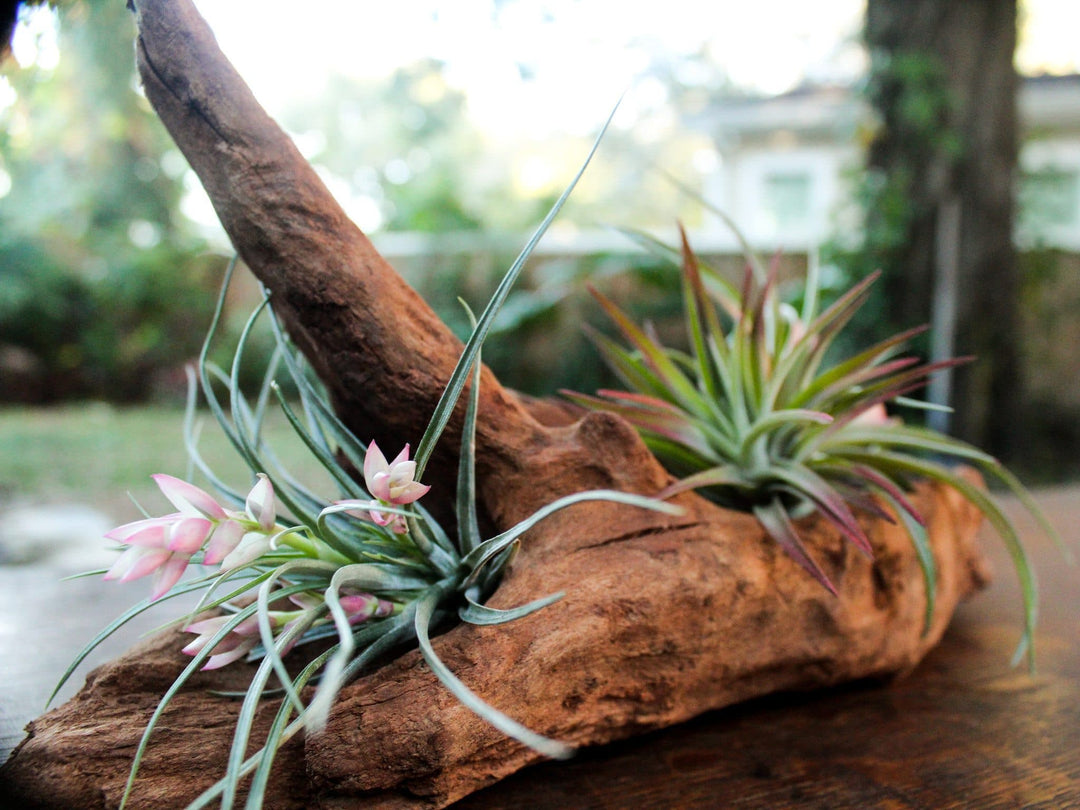 assorted blushing and blooming tillandsia air plants mounted on a piece of mopani wood