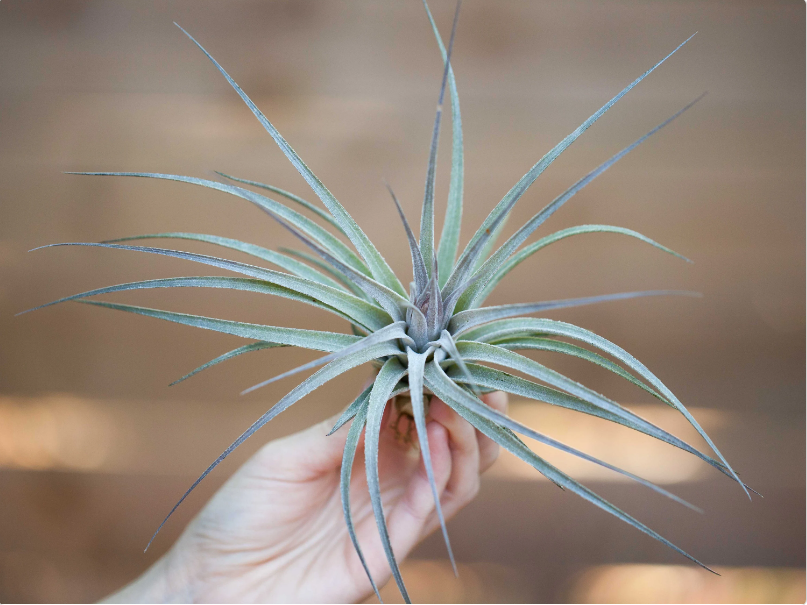 sephora air plant Tillandsia 'Velvet' Stricta Soft Air Plant