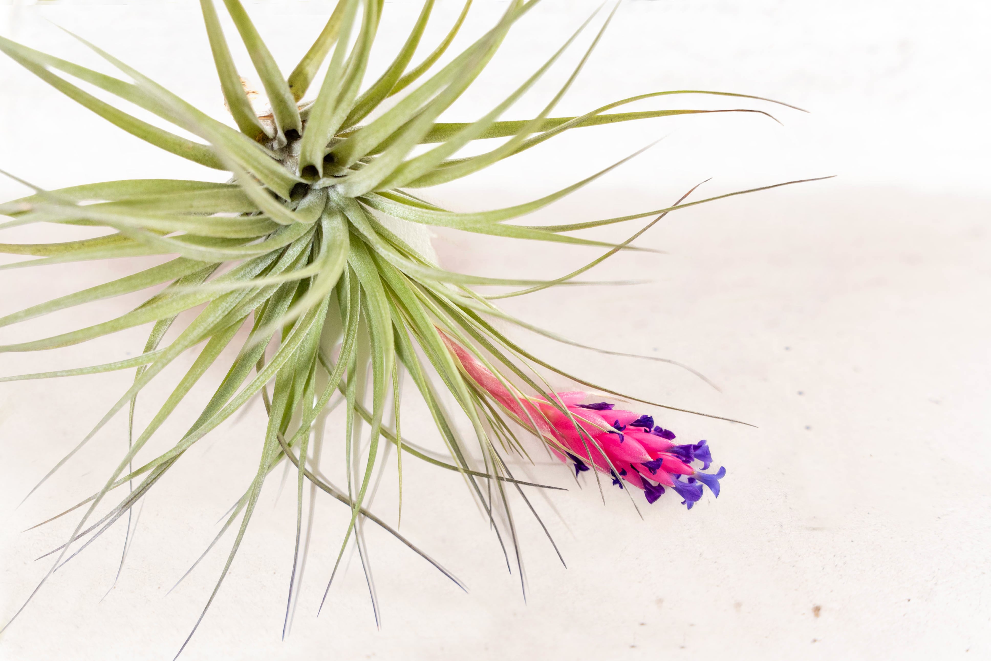 tillandsia stricta air plant Tillandsia 'Midnight' Stricta Air Plant – Air Plant Design Studio