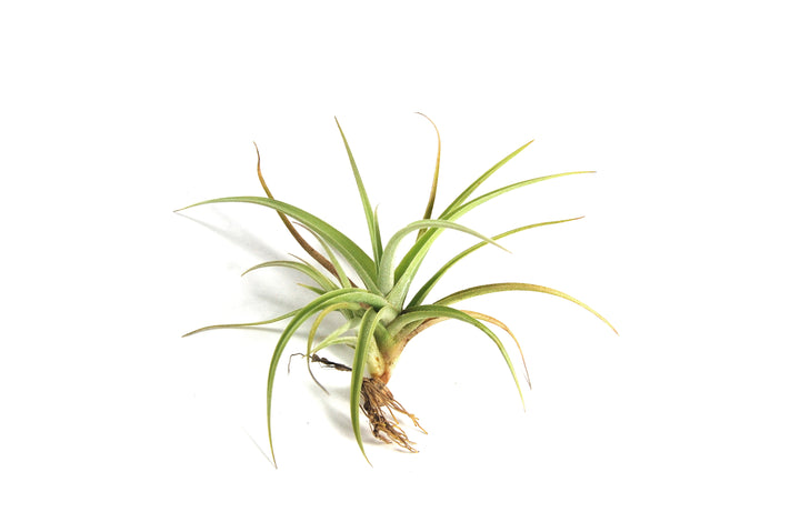 Tillandsia Kashkin 'Peru Inca Gold' Air Plants