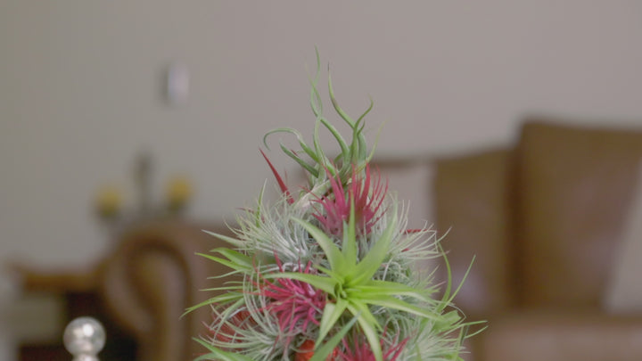BULK DISCOUNT PRE-ORDER: 12 Inch Tall Handmade Air Plant Christmas Tree with 50 Living Tillandsias