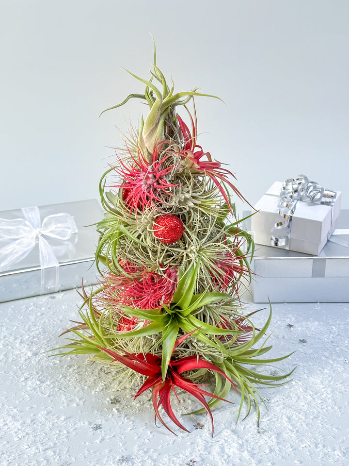 BULK DISCOUNT PRE-ORDER: 12 Inch Tall Handmade Air Plant Christmas Tree with 50 Living Tillandsias
