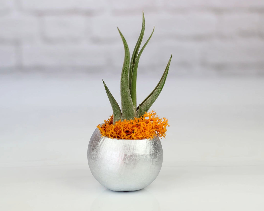 Wholesale Metallic Silver Pod with Assorted Tillandsia Air Plants