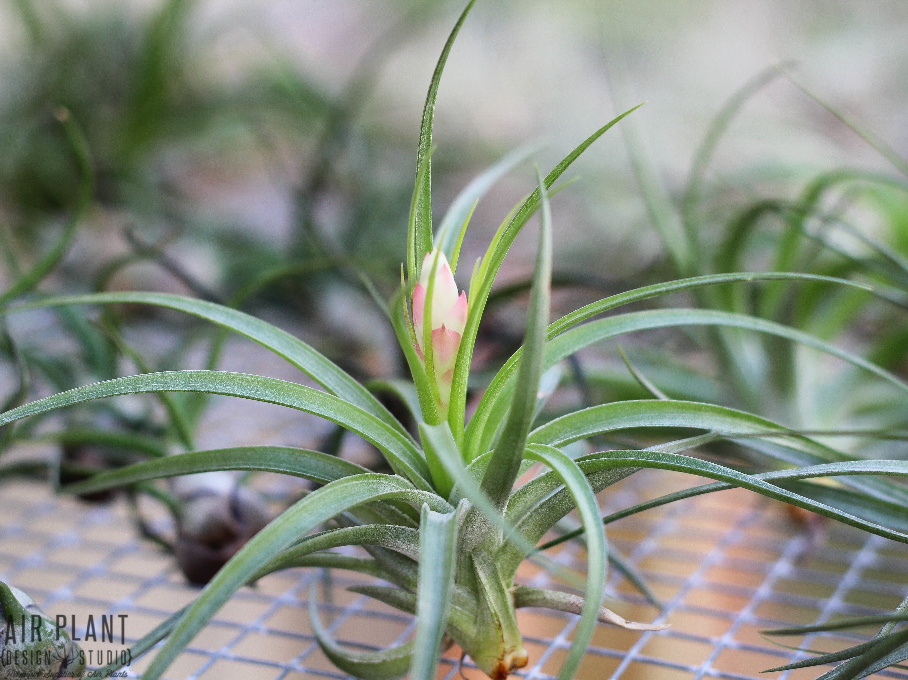 stricta air plant Tillandsia 'Hard' Stricta Air Plant