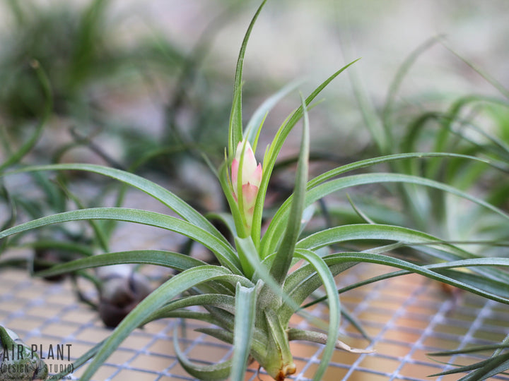 Tillandsia 'Hard' Stricta Air Plant