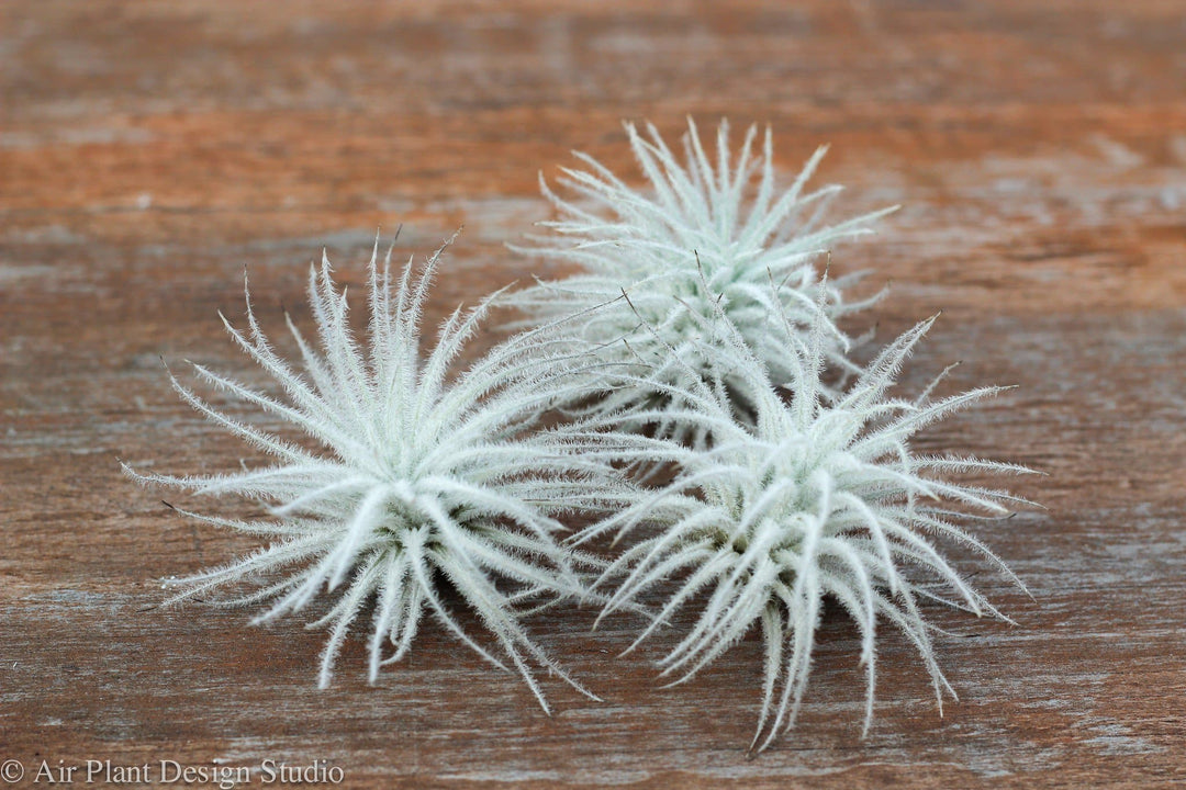 3 Tillandsia Tectorum Ecuador Air Plants