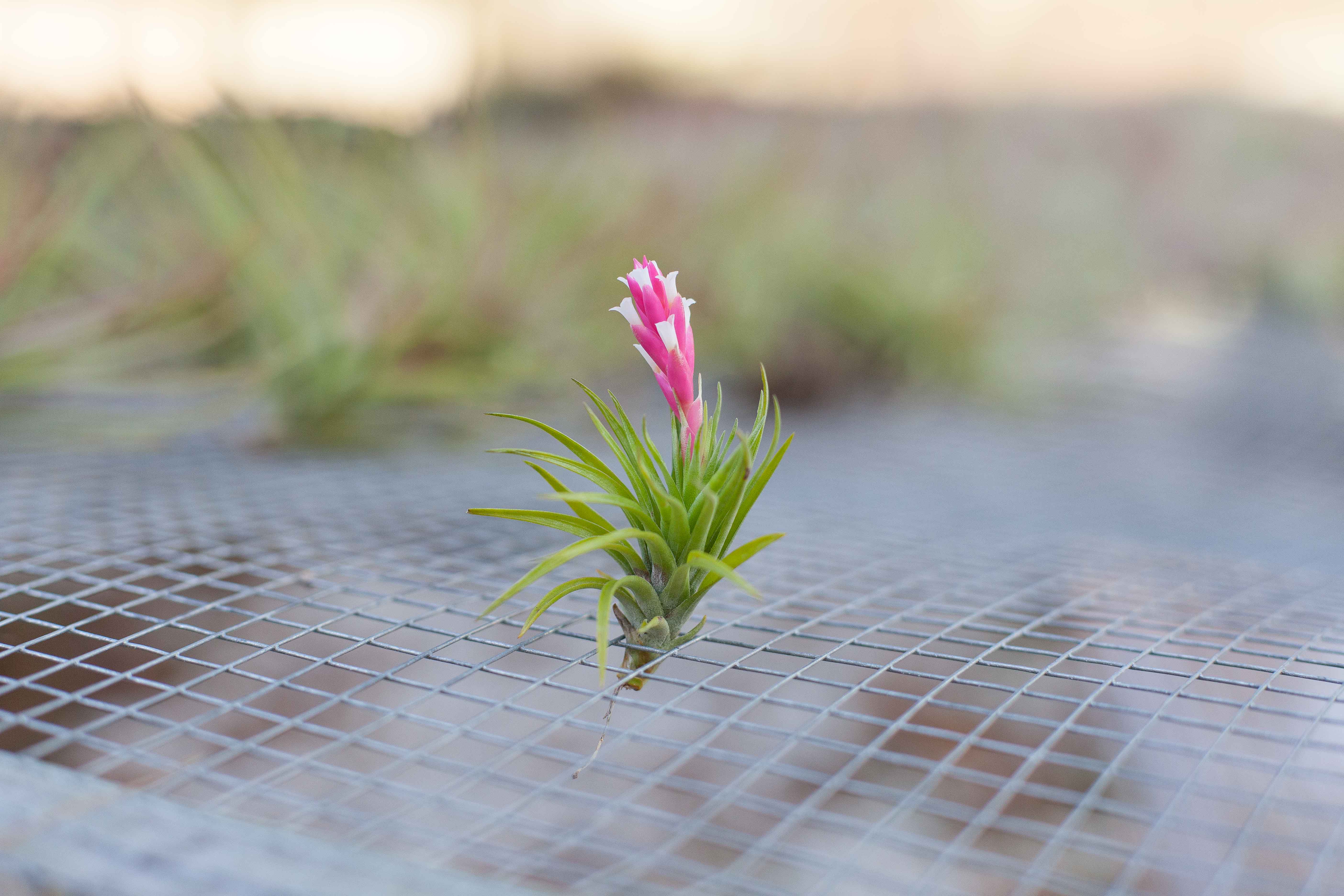 tenuifolia air plant Tillandsia Tenifoila 'Emerald Forest' Air Plant