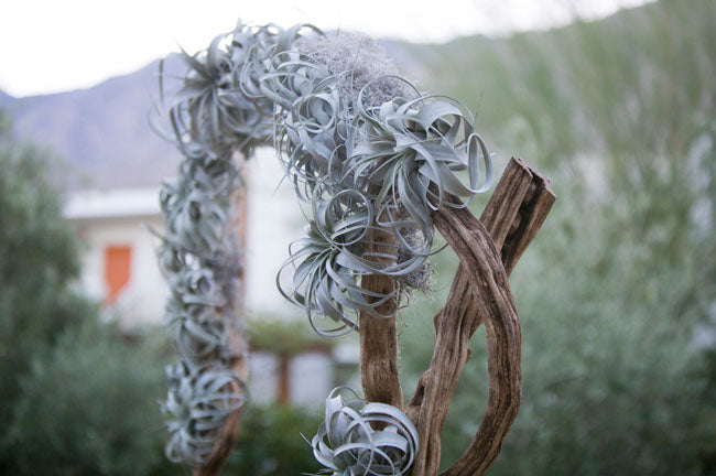 wedding arbor decorated with tillandsia xerographica air plants