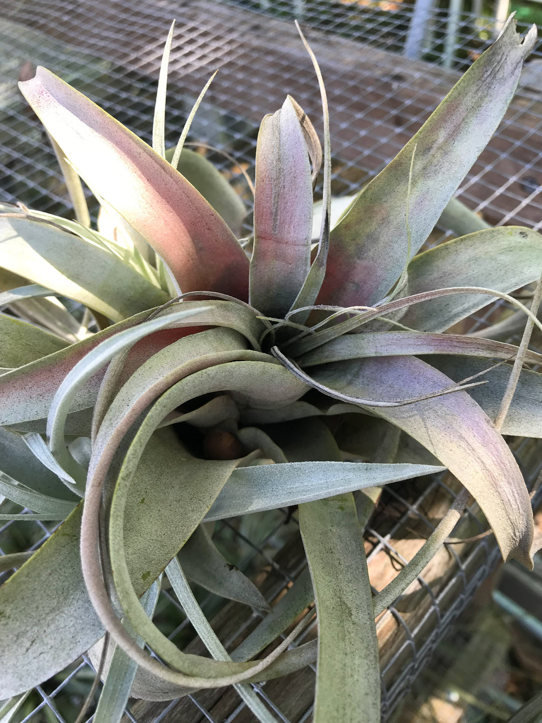 blushing tillandsia xerographica air plant