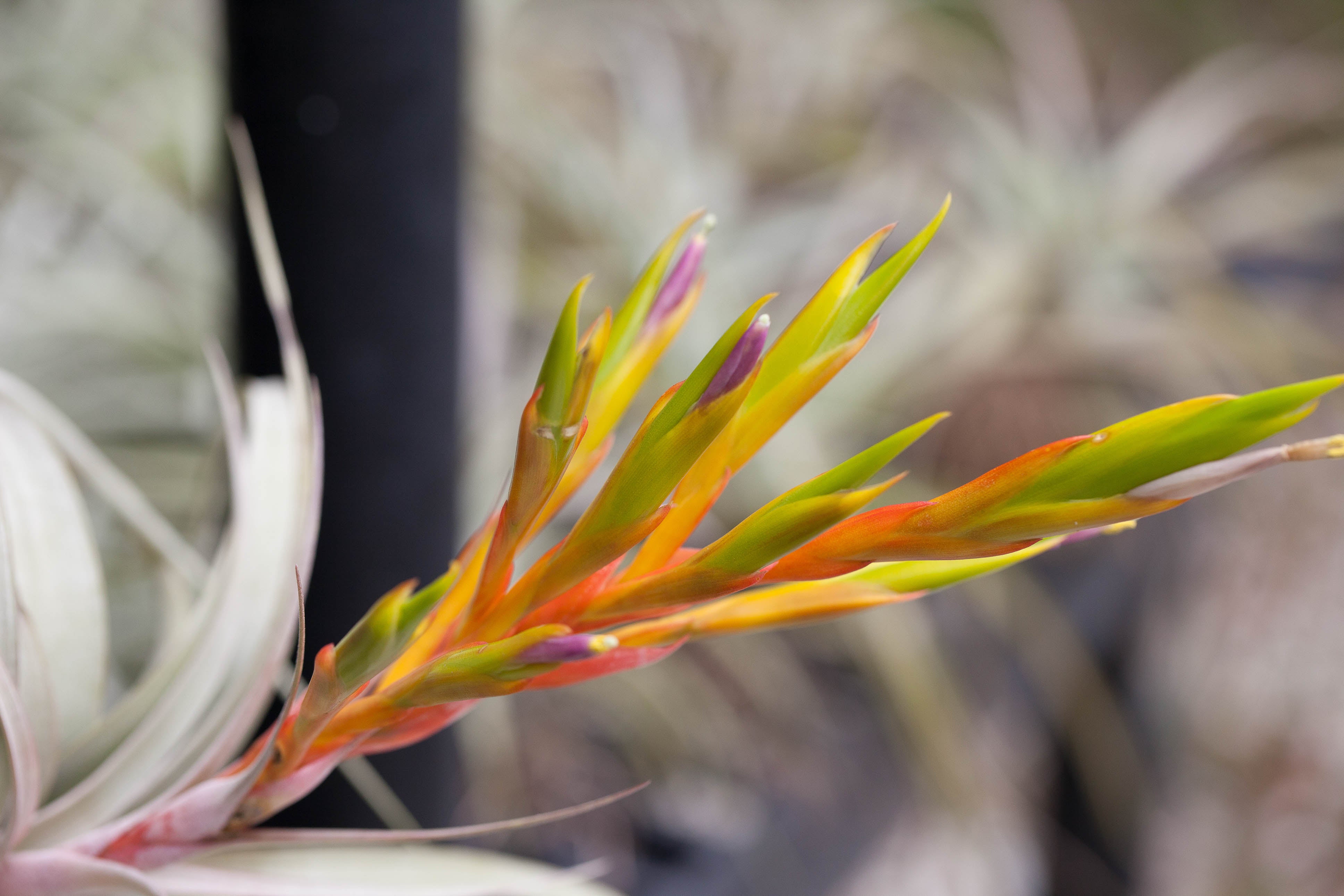 close up of bloom spike on a tillandsia xerographica air plant