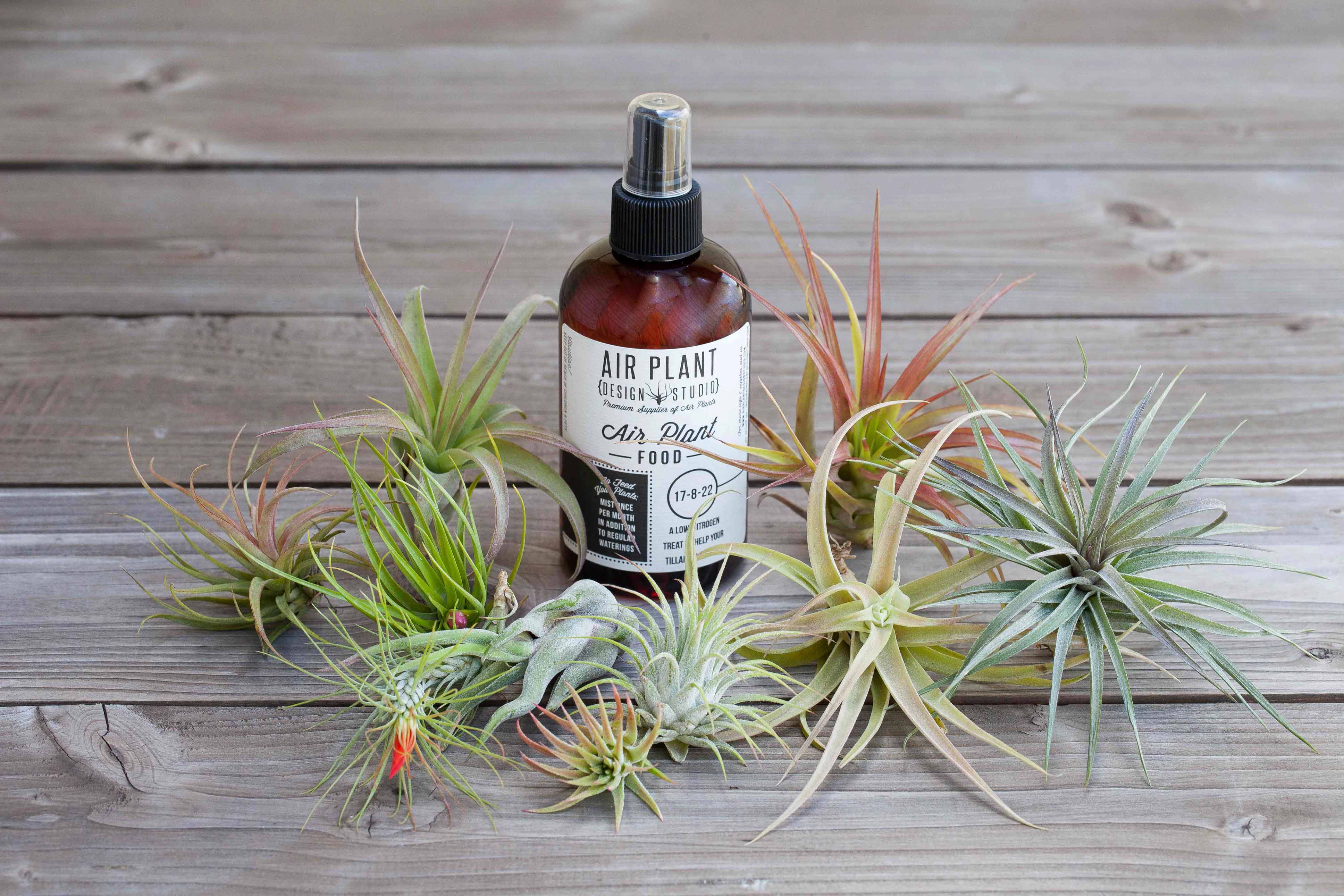 cheapest place to buy air plants Tillandsia Air Plant Starter Kit