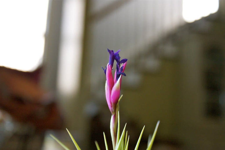 Tillandsia Aeranthos Air Plant Pink Bloom with Purple Flowers