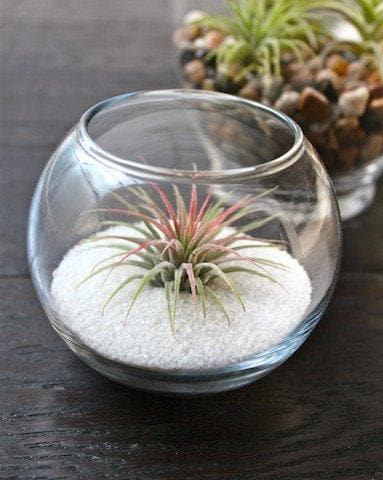 tillandsia ionantha guatemala air plant in a glass bubble bowl terrarium with white sand
