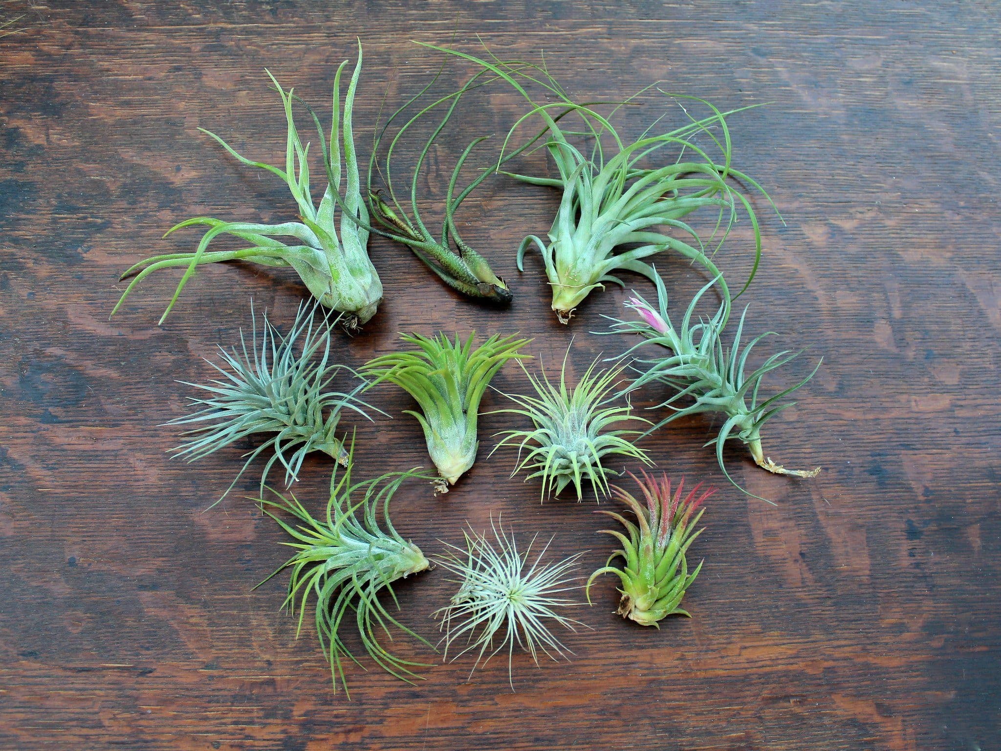 Tillandsia Air Plants Green House Mix of 10 – Air Plant Design Studio