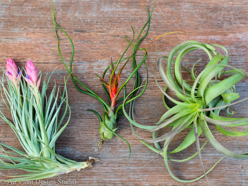 Blooming Tillandsia Victoriana, Bulbosa Belize and Streptophylla Hybrid Air Plants
