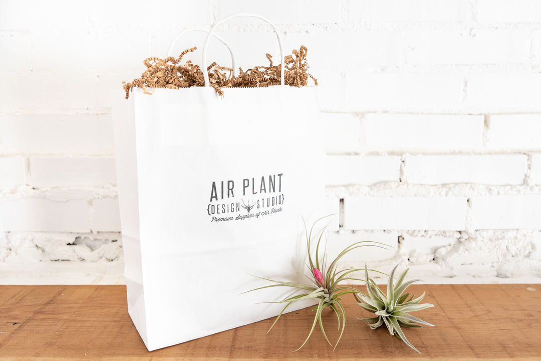 Coastal Bubble Terrariums with Tillandsia Ionantha - Duo Pack