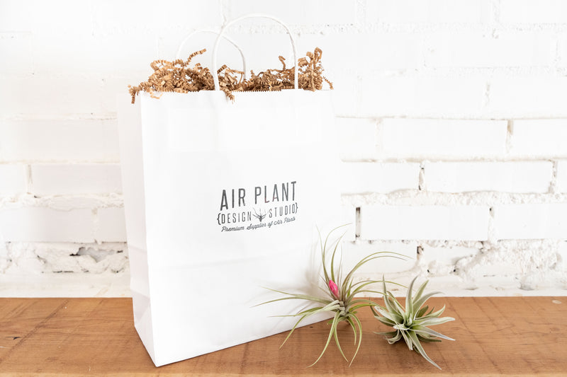 Coastal Terrariums with Assorted Tillandsia Air Plants - Duo Pack