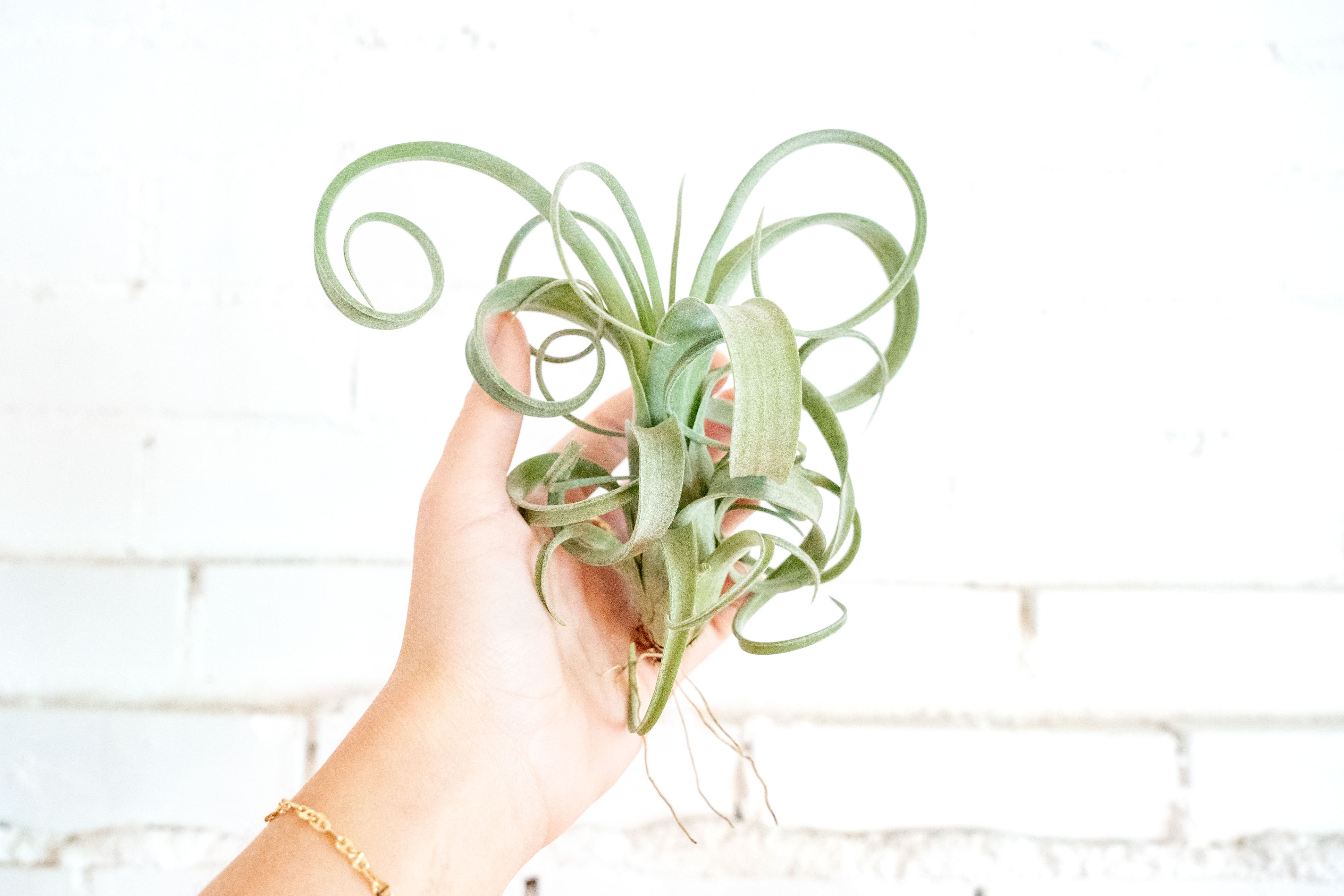 curly locks air plant Tillandsia Curly Slim (T. Intermedia x T. Streptophylla) Air Plant