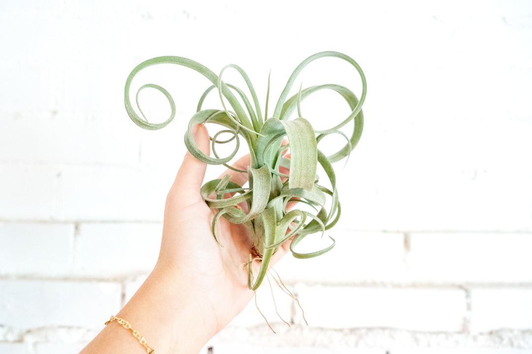 Tillandsia Curly Slim Air Plant