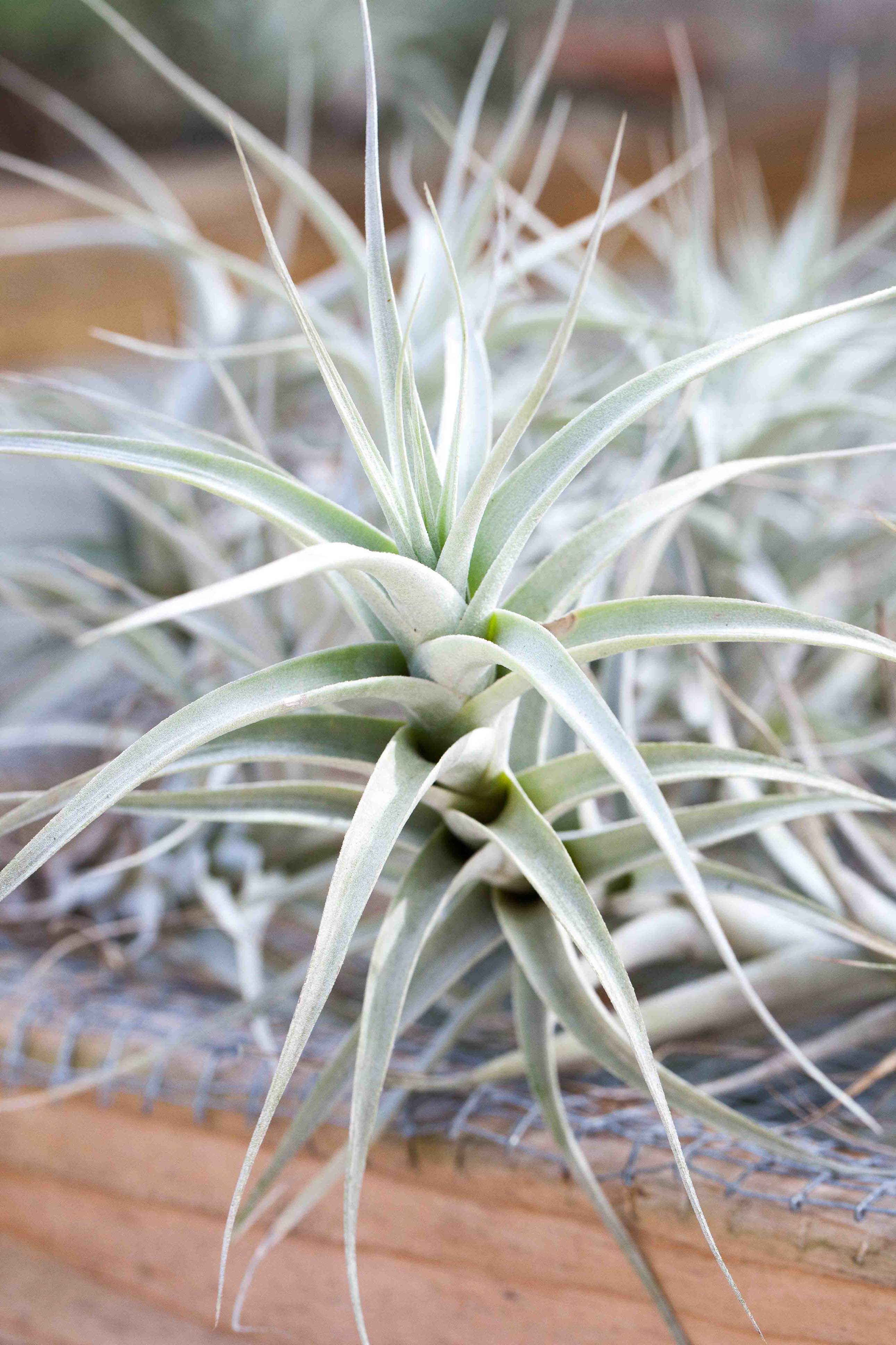 air plants philadelphia Tillandsia Albida 'Major' Air Plants – Air Plant Design Studio