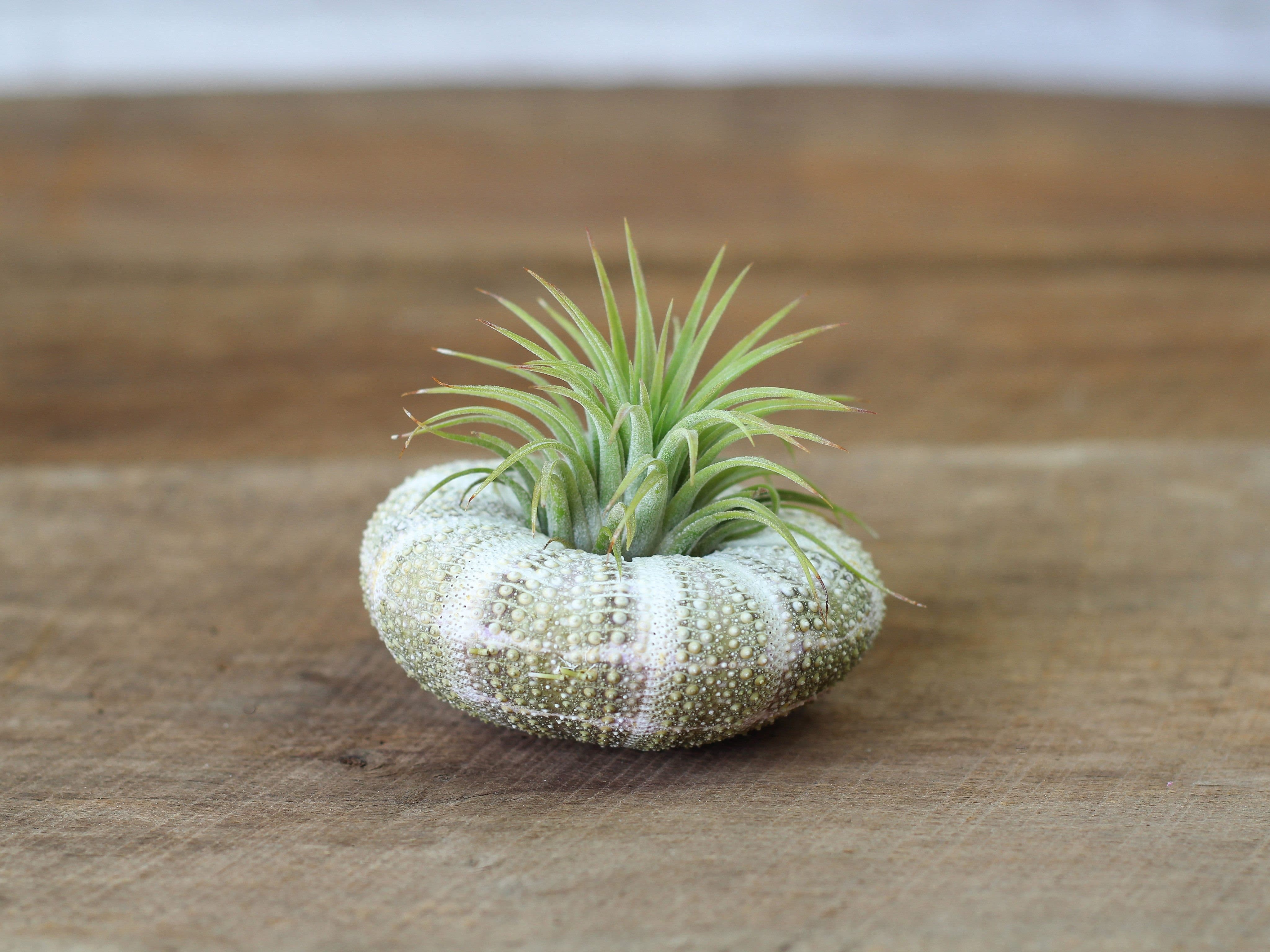air plant shells Wholesale Alfonso Sea Urchin with Assorted Tillandsia Air Plants – Air Plant Design Studio