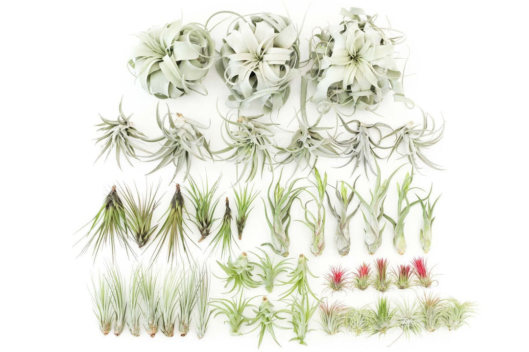 Assorted Tillandsia Air Plants