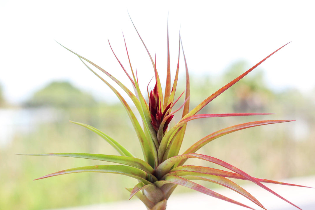 Wholesale Tillandsia brachycaulos hybrid air plants