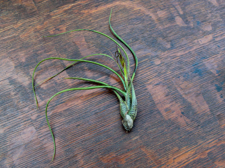 Wholesale: Large Tillandsia Butzii Air Plants | 6-9 Inch Plants