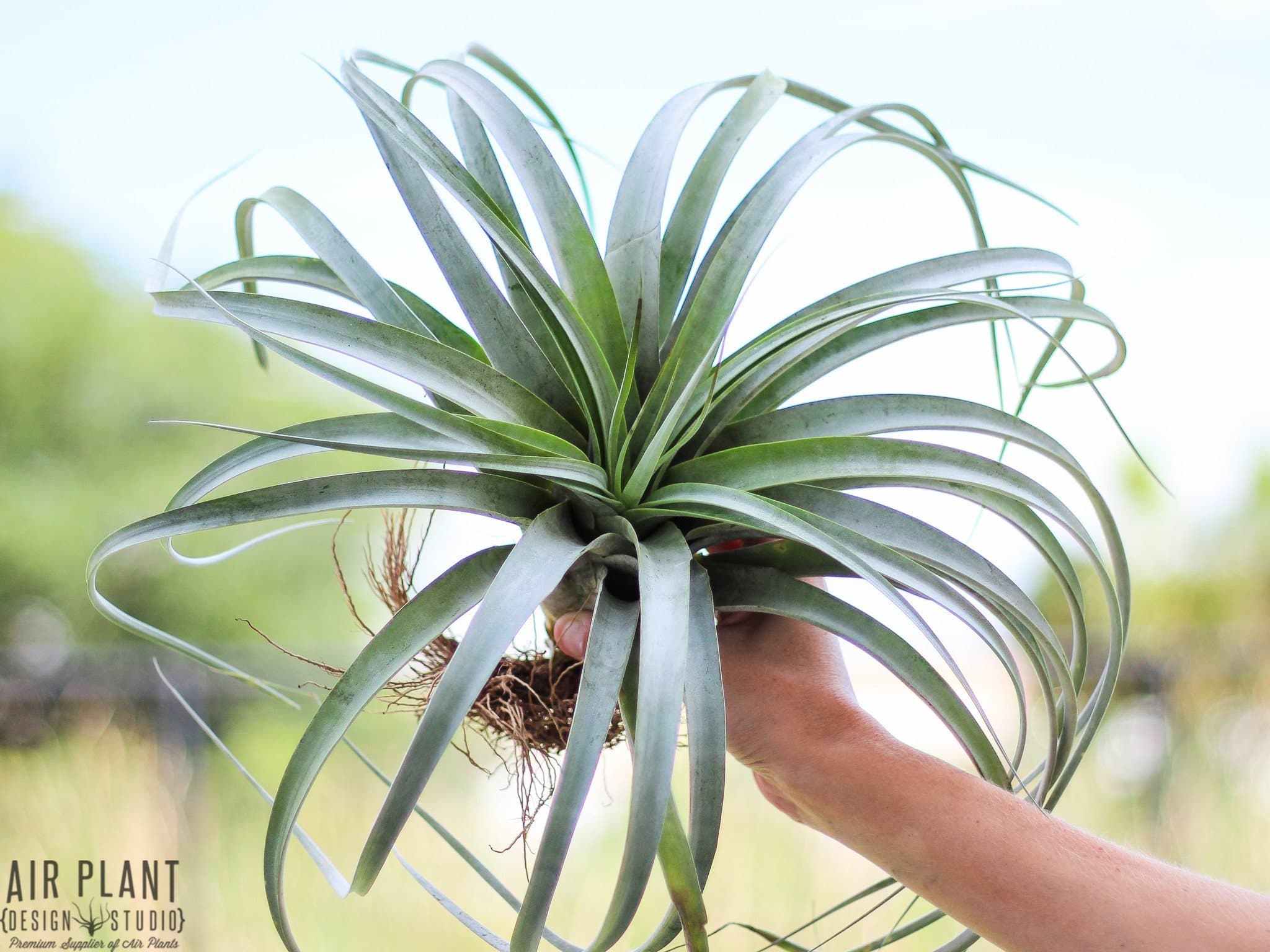 xerographica air plants Tillandsia 'Rio Hondo' (Capitata x Xerographica) Hybrid Air Plant