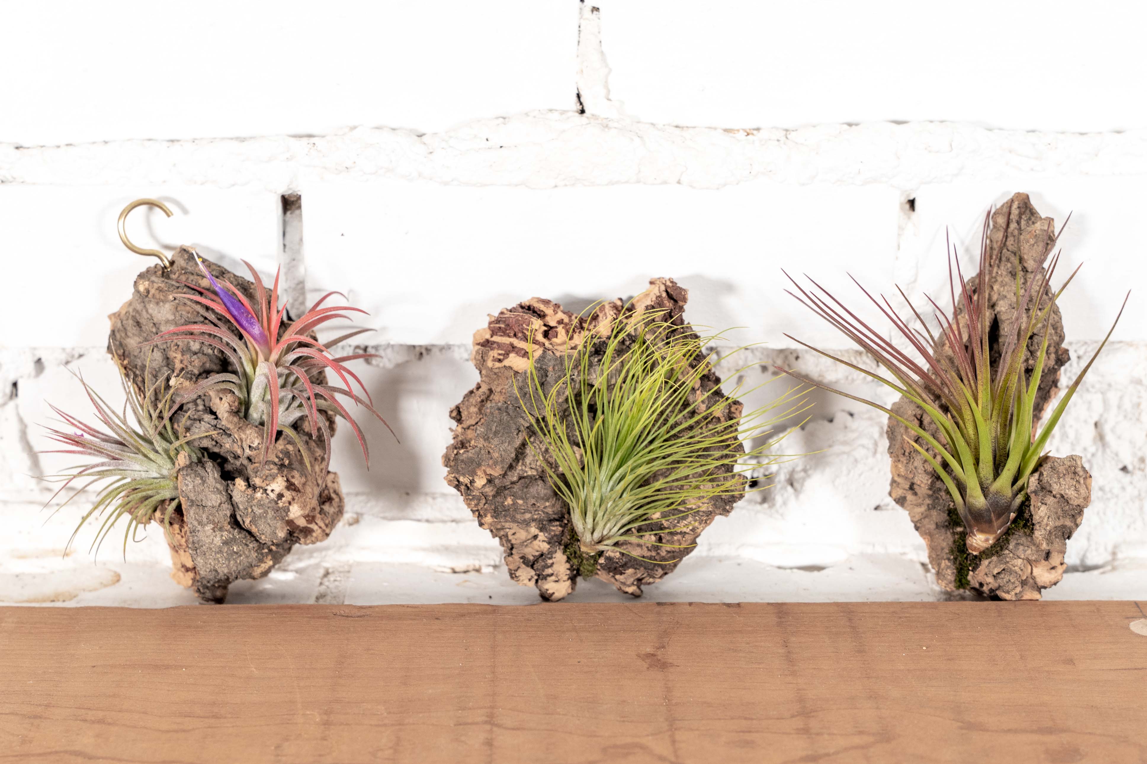 air plant cork DIY Mini Cork Bark Mounts with Tillandsia Air Plants