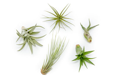 Tillandsia Caput Medusae, Tenuifolia, Velutina, Juncea and Abdita Air Plants