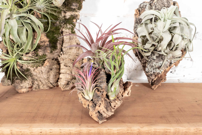 Cork Bark Mounts in Multiple SIzes with Assorted Tillandsia Ionantha Air Plants Attached