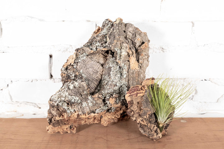 Large and Chunk Virgin Cork Bark Display Pieces