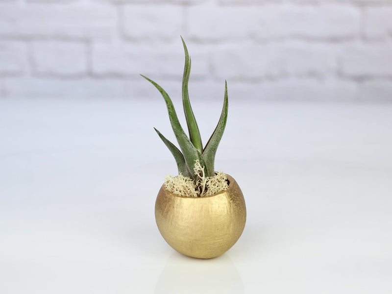 Gold Painted Seed Pod with Moss and Tillandsia Caput Medusae Air Plant