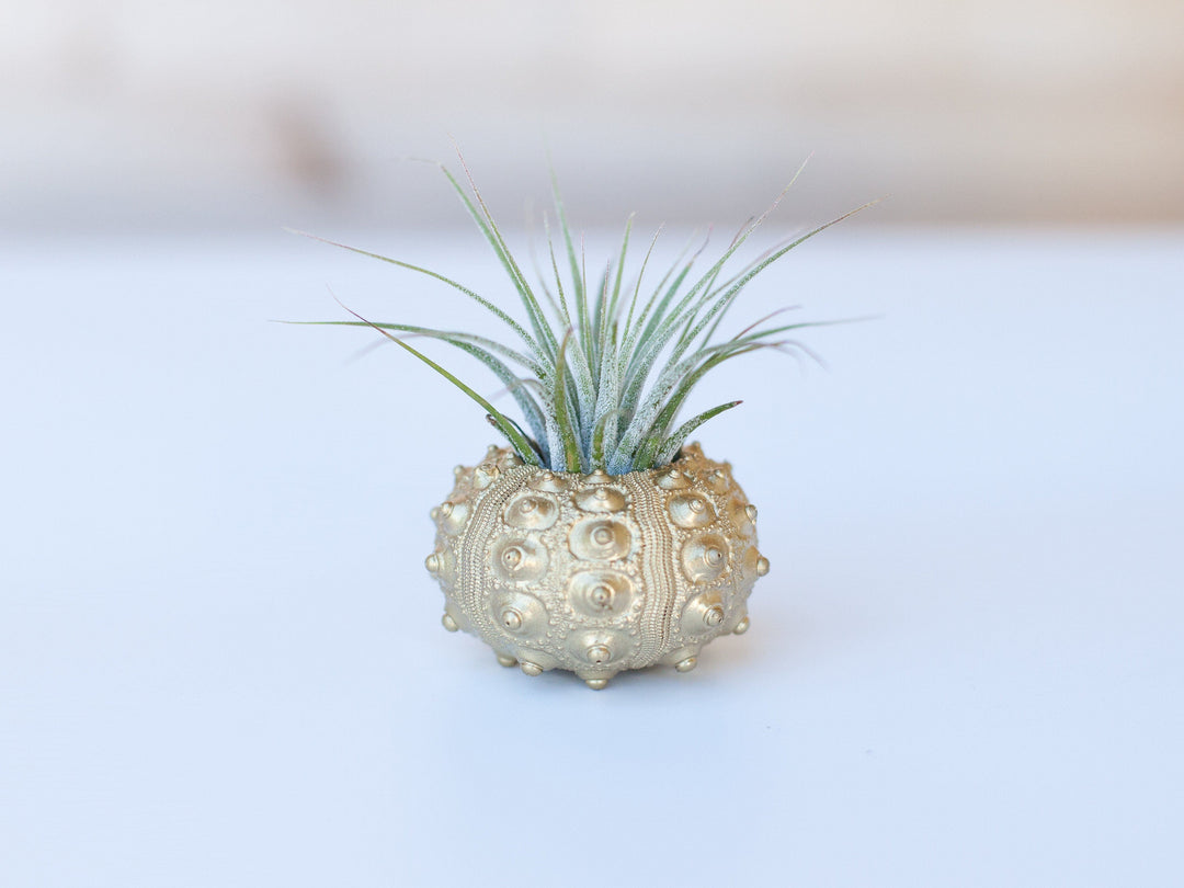 Gold Sputnik Urchin Air Plant with Ionantha Air Plant