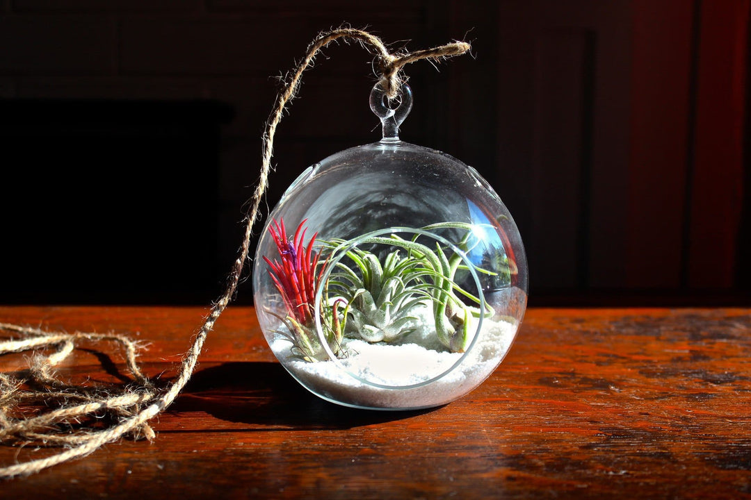 Flat Bottom Glass Globe Terrarium with White Sand and 3 Tillandsia Ionantha Air Plants