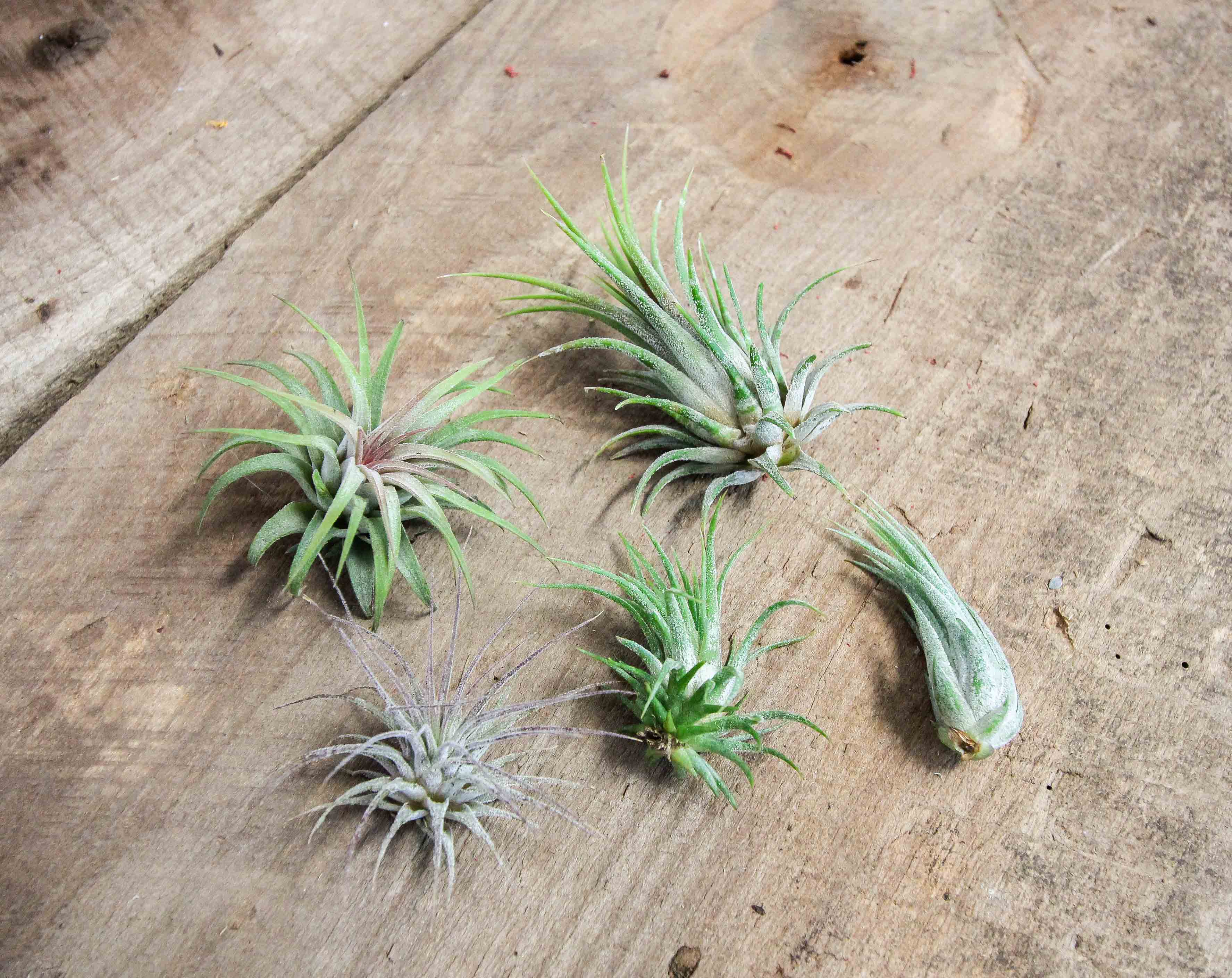 50 pack wholesale air plants - tillandsia ionantha - bulk Wholesale Special: Tillandsia Ionantha Air Plants Mix – Air Plant Design Studio