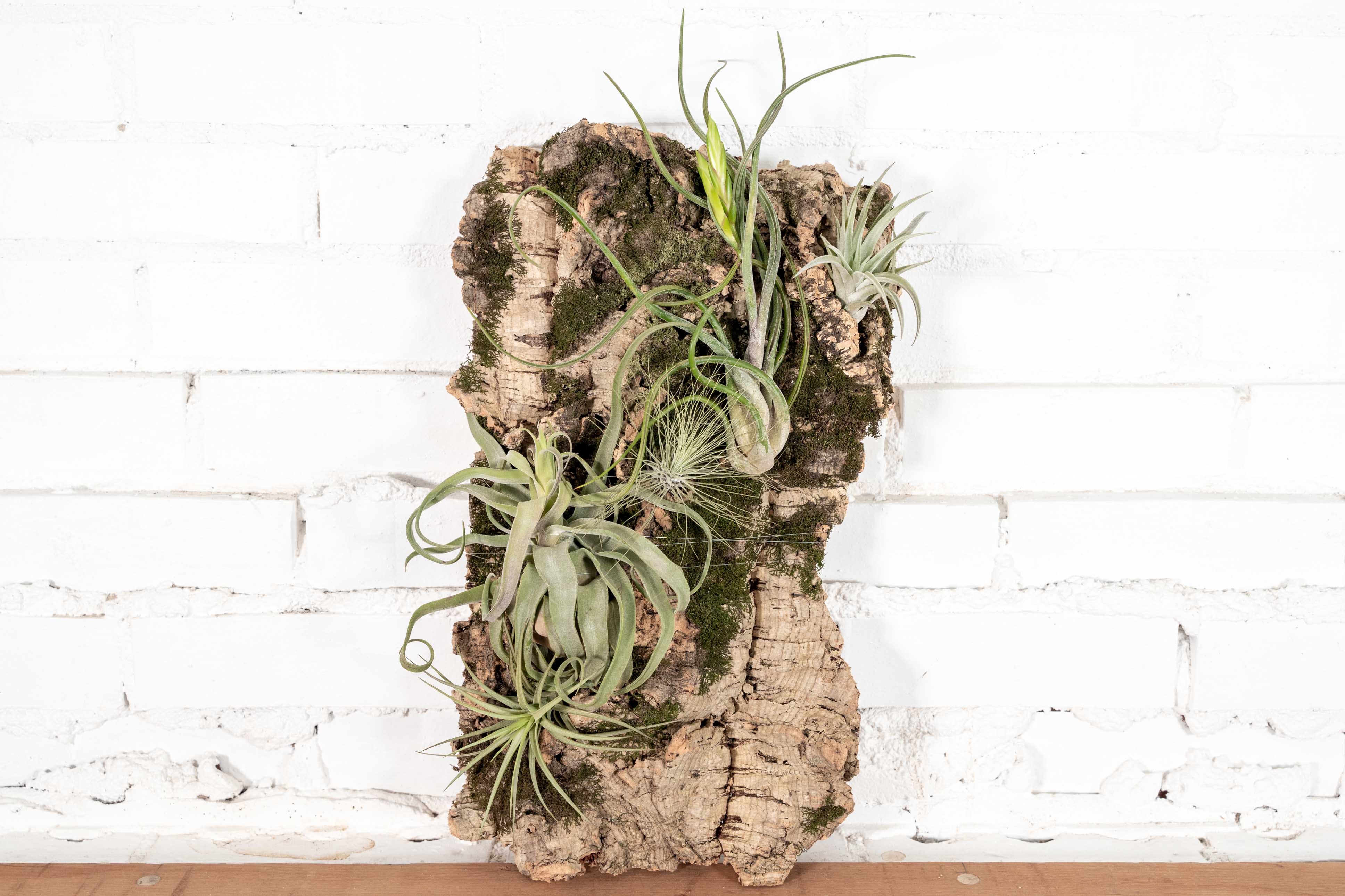 air plant cork DIY Large Cork Bark Mounts with Tillandsia Air Plants
