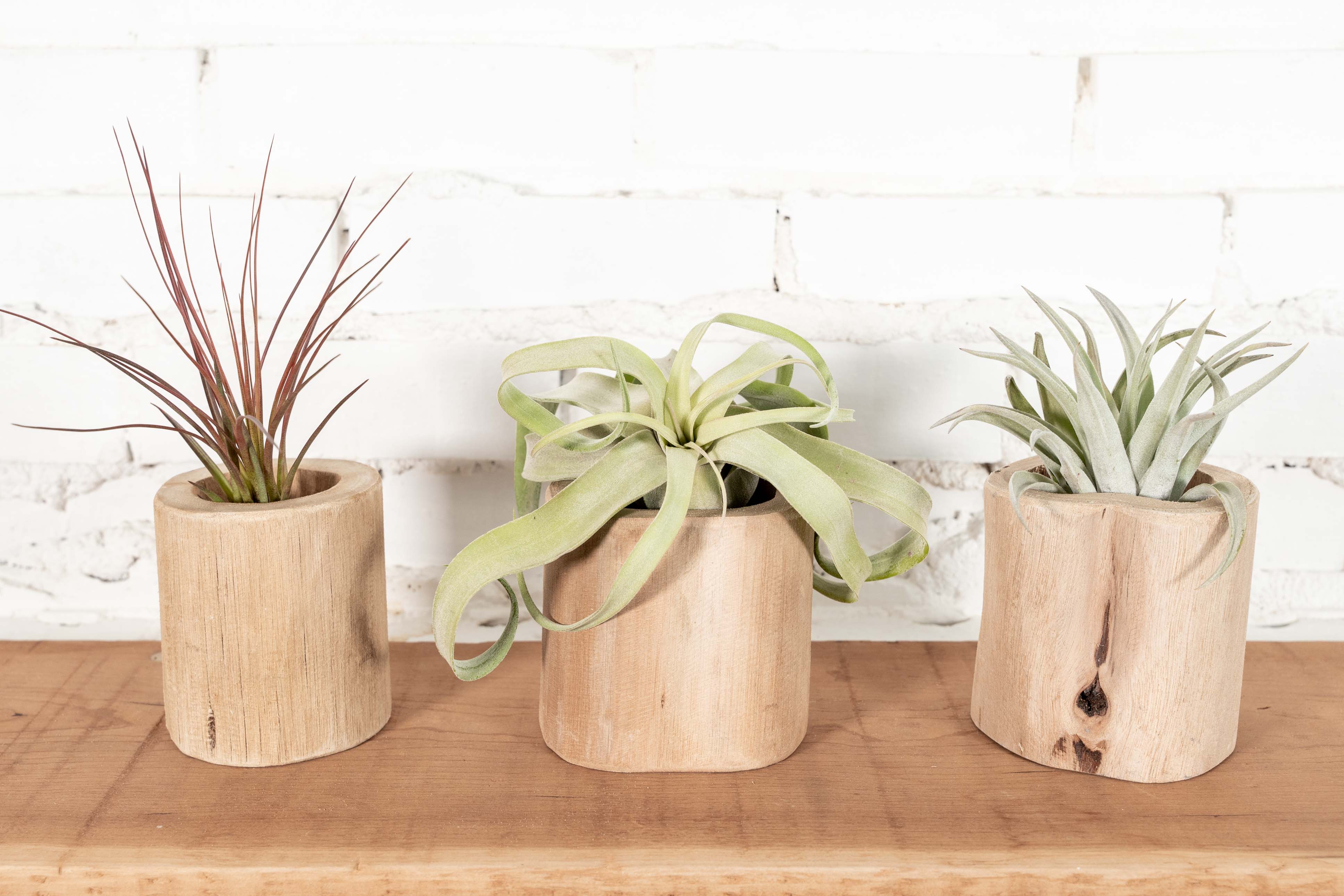 air plant wood holder Large Driftwood with Tillandsia Air Plants