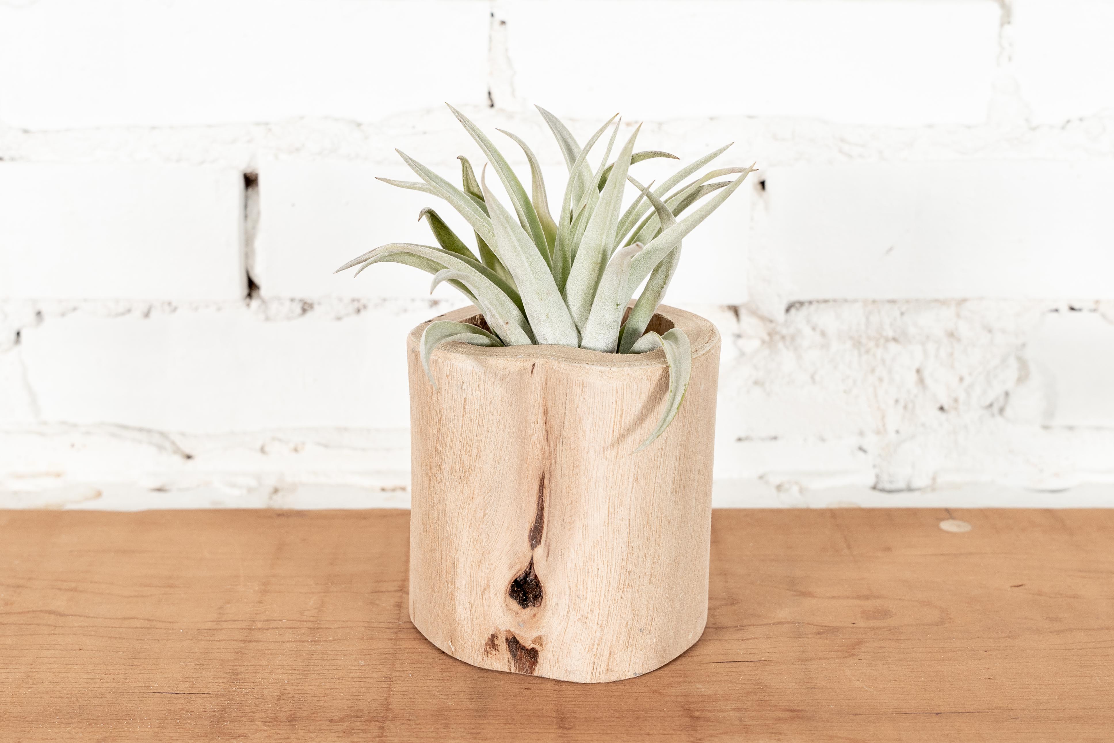 driftwood plant pot Large Driftwood Container with Tillandsia Air Plants – Air Plant Design  Studio