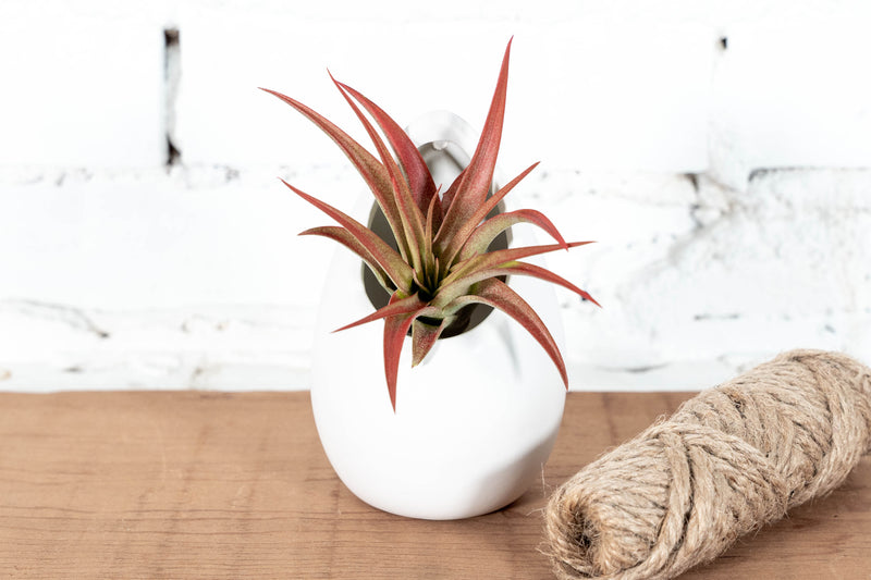Small Ivory Ceramic Plants with Tillandsia Red Abdita Air Plant
