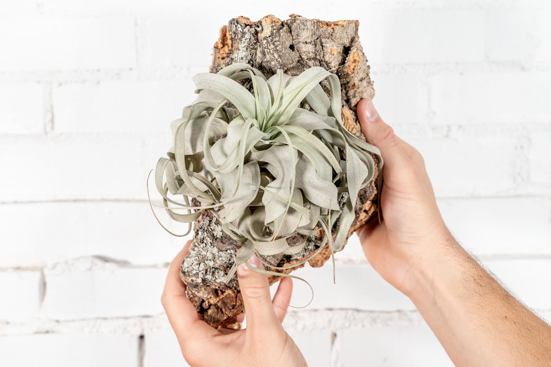 Medium Virgin Cork Bark Display with Tillandsia Xerographca Air Plant Attached