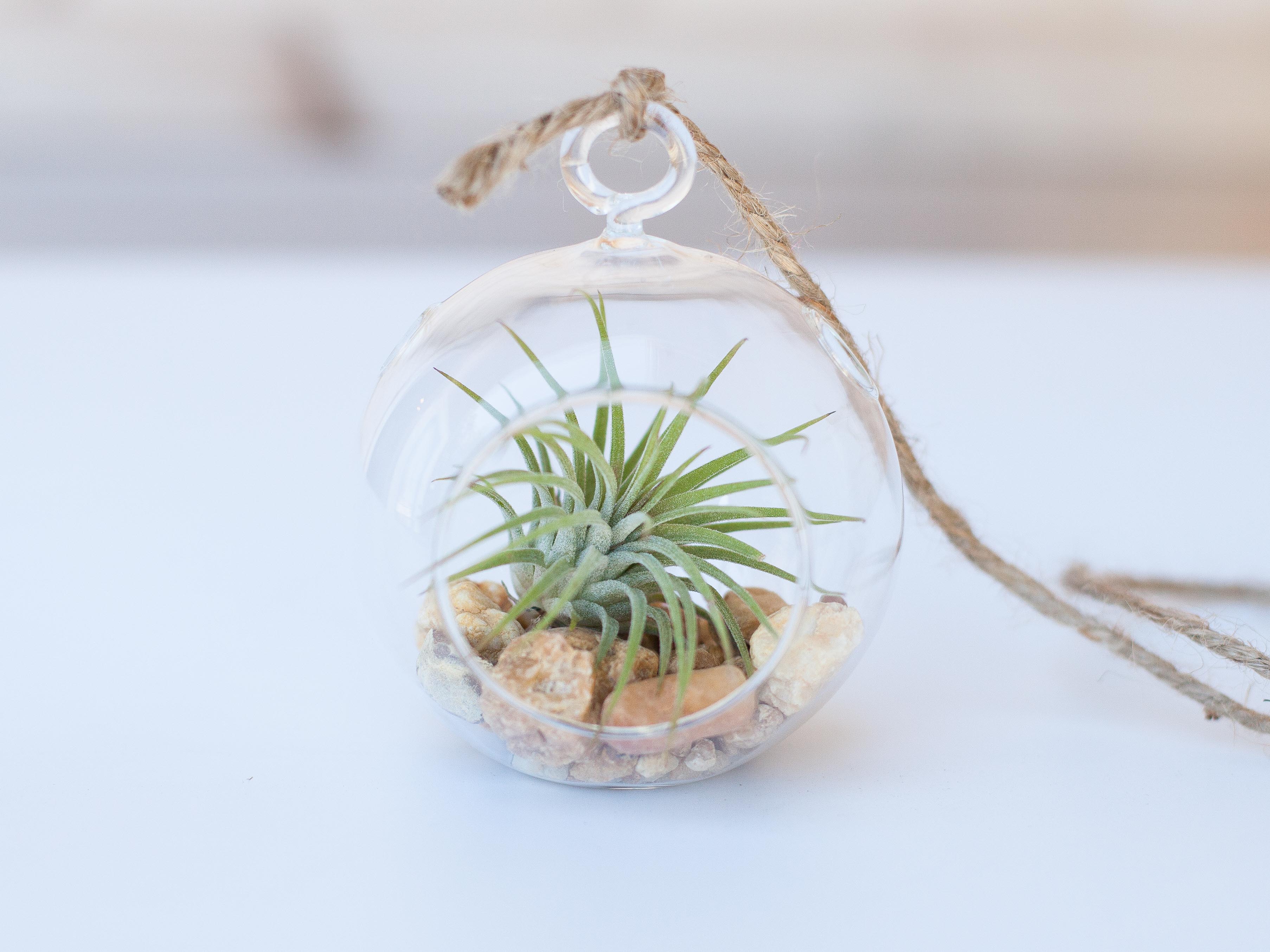 can you plant air plants in rocks Mini Pebble Terrarium & Tillandsia Ionantha Air Plants – Air Plant Design  Studio