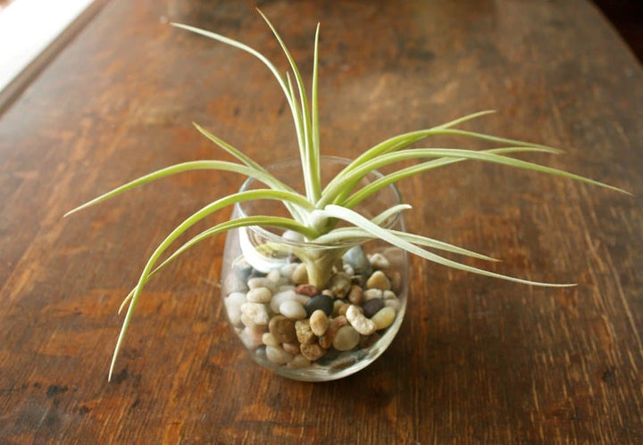 Tillandsia Kashkin 'Peru Inca Gold' Air Plants
