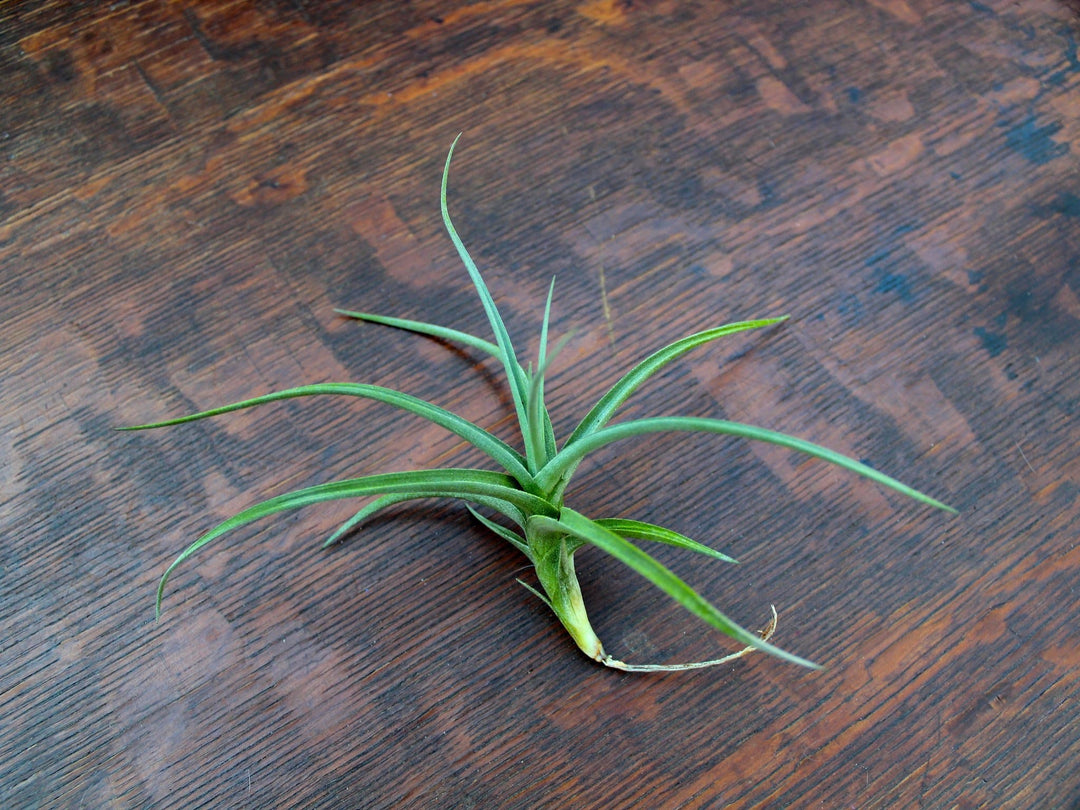 Tillandsia Kashkin 'Peru Inca Gold' Air Plants
