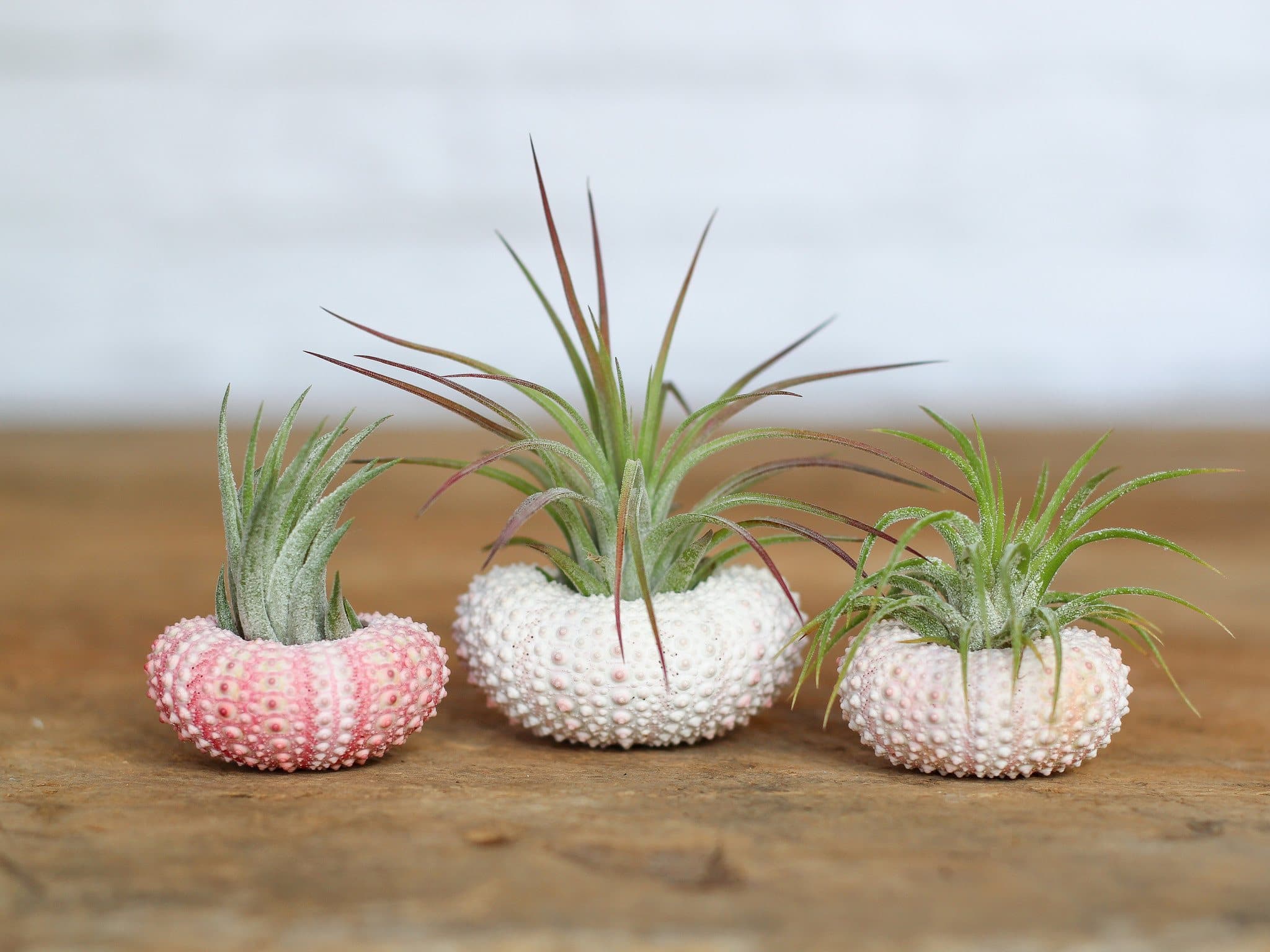 air plant pink Pink Urchins with Tillandsia Air Plants